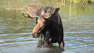 moose