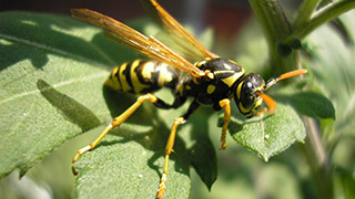 wasp