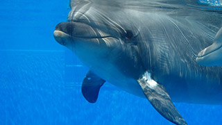 dolphin