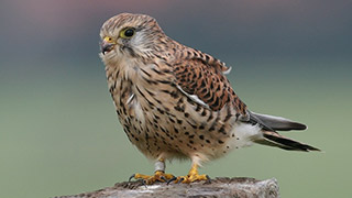 bird
