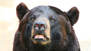 bear