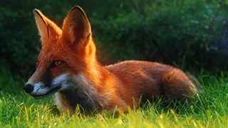 fox