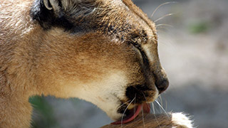 caracal