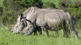 rhinoceros
