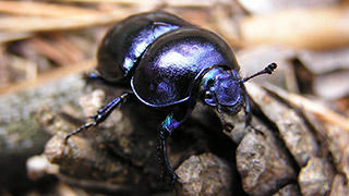 beetle