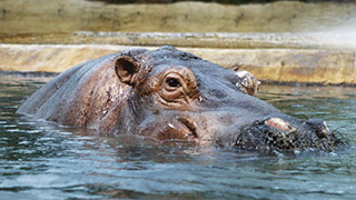 hippopotamus
