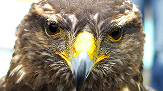 hawk