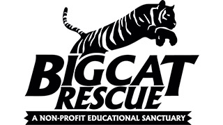 Big Cat Rescue